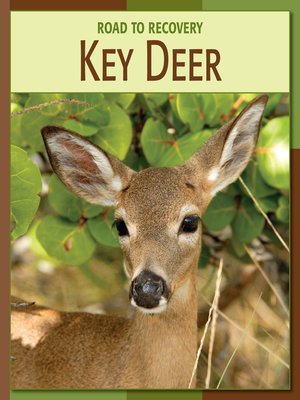 cover image of Key Deer